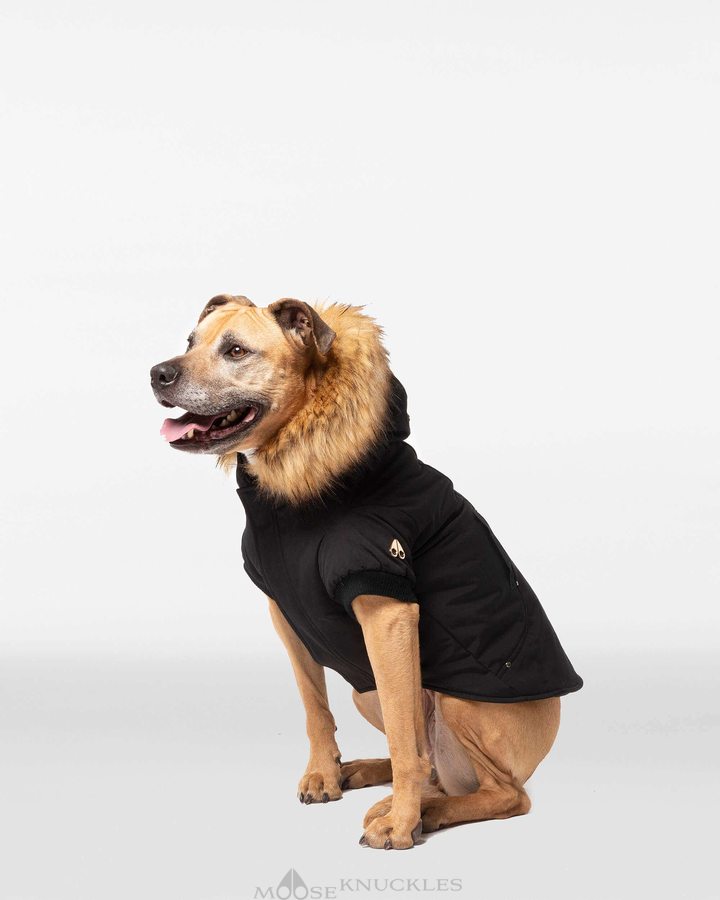 Black / Gold Faux Fur Men Moose Knuckles Pooch Parka Pet | IQZ-428563