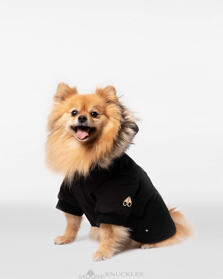 Black / Gold Faux Fur Men Moose Knuckles Pooch Parka Pet | IQZ-428563